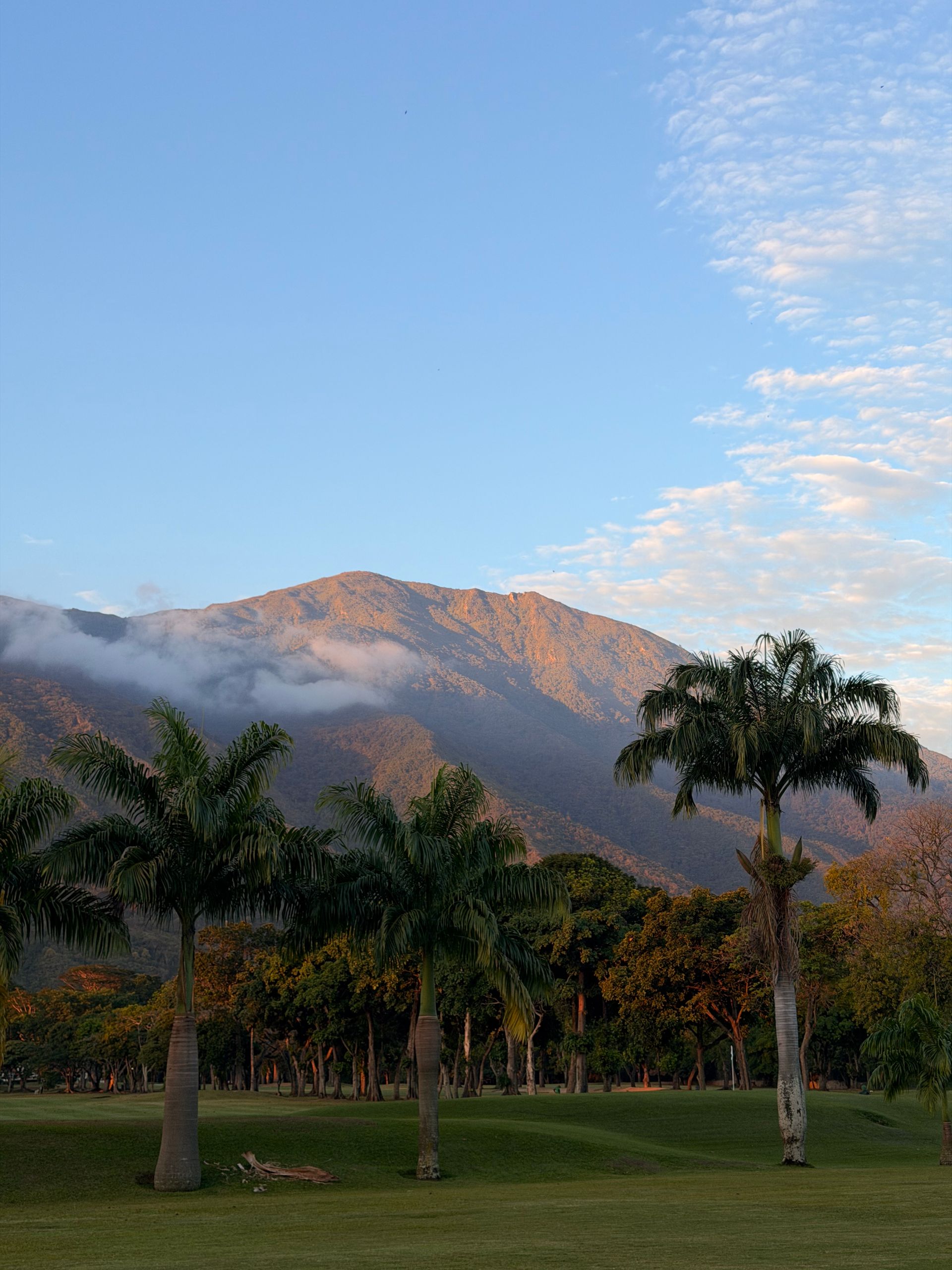 El Ávila al amanecer, con palmeras en primer plano